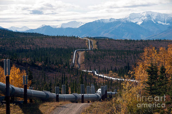 Nature Poster featuring the photograph Alaska Oil Pipeline #1 by Mark Newman
