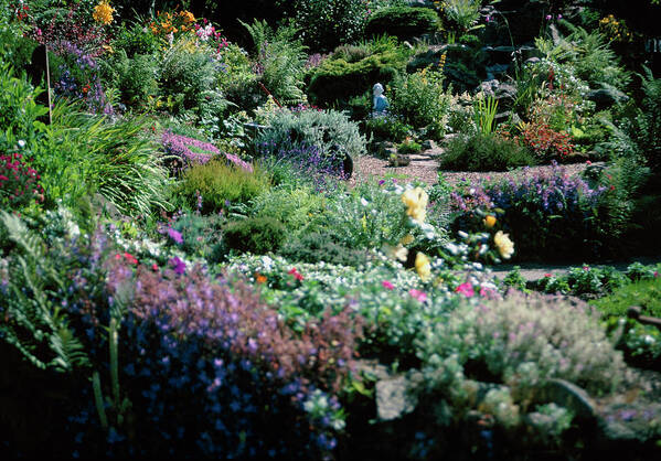 Flower Poster featuring the photograph Alpine Rockery #1 by David P Indge/science Photo Library