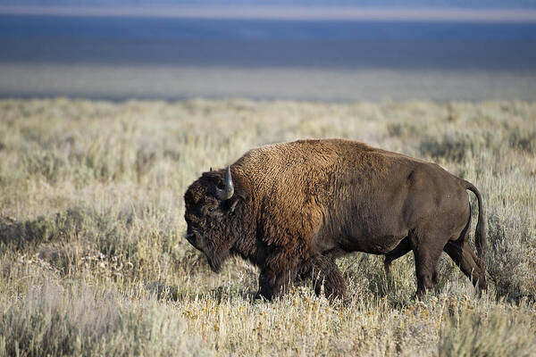 American Poster featuring the photograph American Bison #2 by Gary Langley