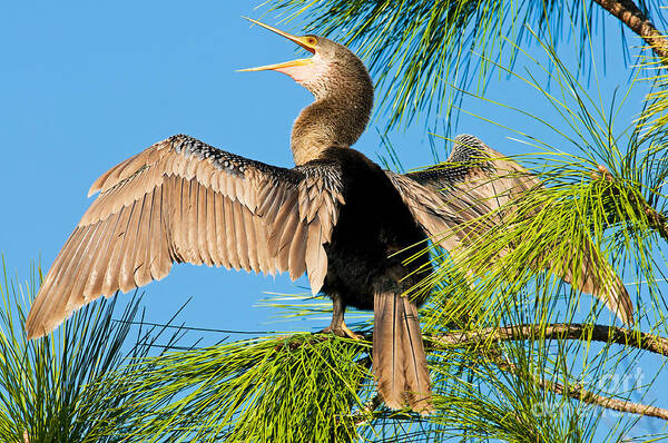 Nature Poster featuring the photograph Anhinga #1 by Millard H. Sharp