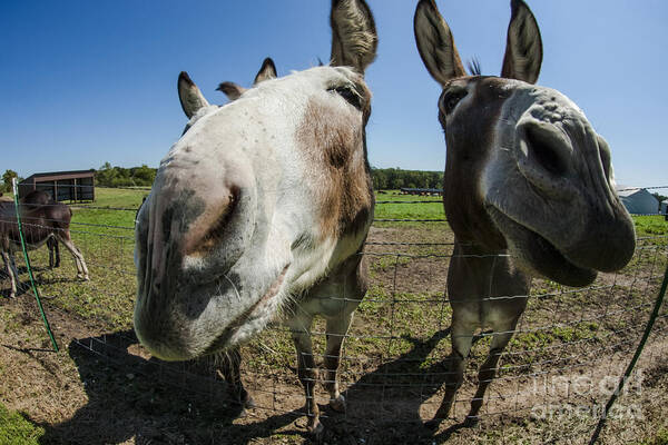 Animal Personalities Two Funny Donkeys Pose for Camera Poster by Jani  Bryson - Fine Art America
