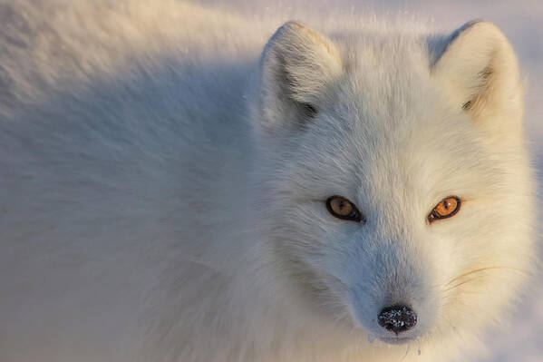 Arctic Fox Poster featuring the photograph Arctic Fox Vulpes Lagopus Staring #1 by Robert Postma