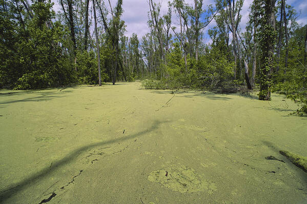 Algae-covered Poster featuring the photograph Atchafalaya Swamp, Louisiana #1 by Gary Retherford