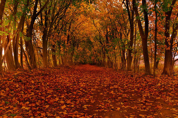 Autumn Poster featuring the photograph Autumn II #1 by Raymond Salani III