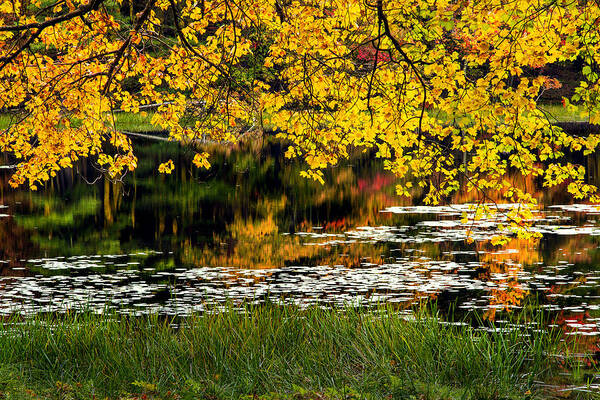 Wetland Poster featuring the photograph Autumn Pond 2013 by Bill Wakeley