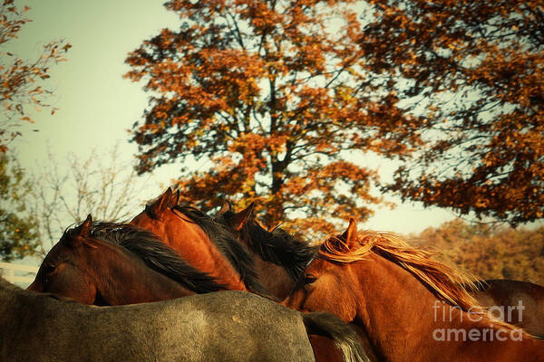 Horse Poster featuring the photograph Autumn Wild Horses by Dimitar Hristov