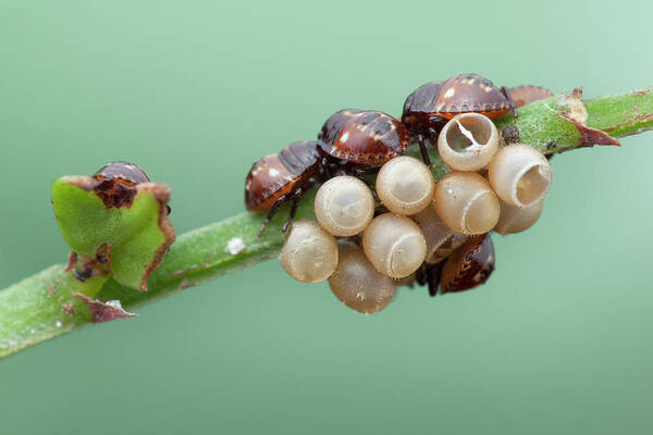Five Poster featuring the photograph Baby Shield Bugs #1 by Melvyn Yeo/science Photo Library