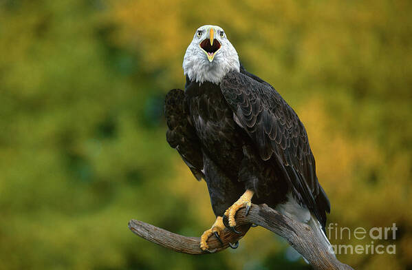 Dave Welling Poster featuring the photograph Bald Eagle Hailaeetus Leucocephalus Wildlife Rescue #1 by Dave Welling