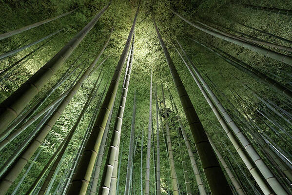 Bamboo Poster featuring the photograph Bamboo Night #1 by Takeshi Marumoto