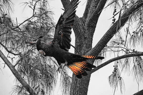 Red Tailed Black Cockatoo Poster featuring the photograph Base Jumper #1 by Douglas Barnard