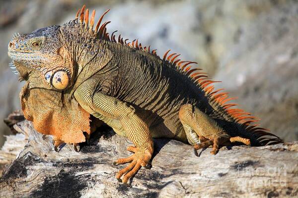 Iguana Poster featuring the photograph Basking In The Sun #1 by Adam Jewell