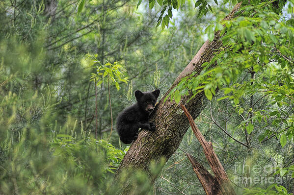Bear Cub Poster featuring the photograph Bear cub climbing tree looking out #1 by Dan Friend