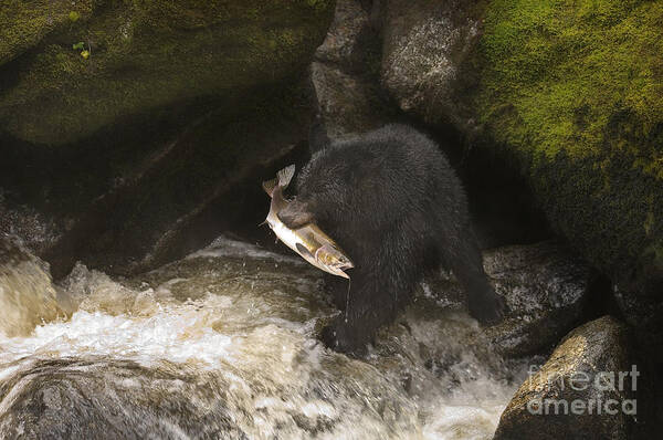 Animal Poster featuring the photograph Black Bear With Salmon #1 by Ron Sanford