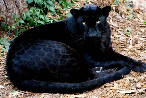 Black Leopard Poster featuring the photograph Black Leopard #1 by Mark Newman