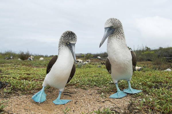 531683 Poster featuring the photograph Blue-footed Booby Pair Courting #1 by Tui De Roy