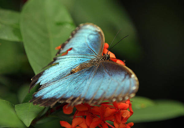 Butterfly Poster featuring the photograph Blue Morpho #1 by Juergen Roth