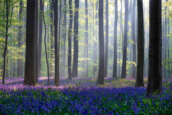 Landscape Poster featuring the photograph Bluebells #1 by Adrian Popan