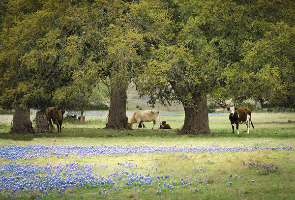 Landscape Poster featuring the photograph Bluebonnets and Bovines #1 by Debbie Karnes