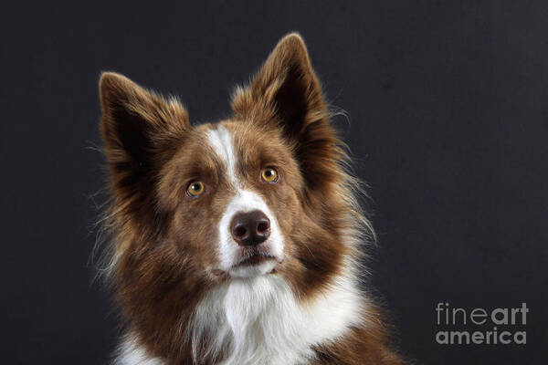 Border Collie Poster featuring the photograph Border Collie Dog #1 by Christine Steimer