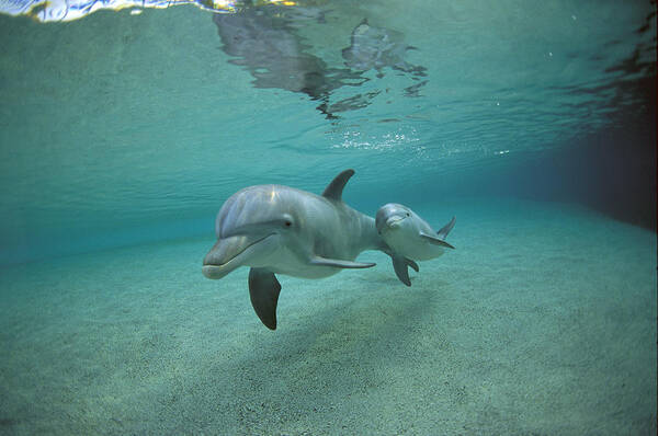 Feb0514 Poster featuring the photograph Bottlenose Dolphin Mother And Young #1 by Flip Nicklin