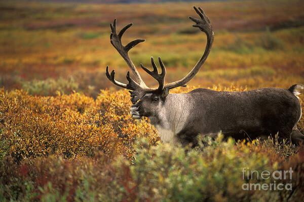 Animal Poster featuring the photograph Bull Caribou #1 by Ron Sanford