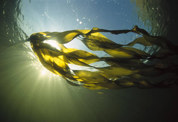 00117549 Poster featuring the photograph Bull Kelp Nereocystis Luetkeana #2 by Flip Nicklin