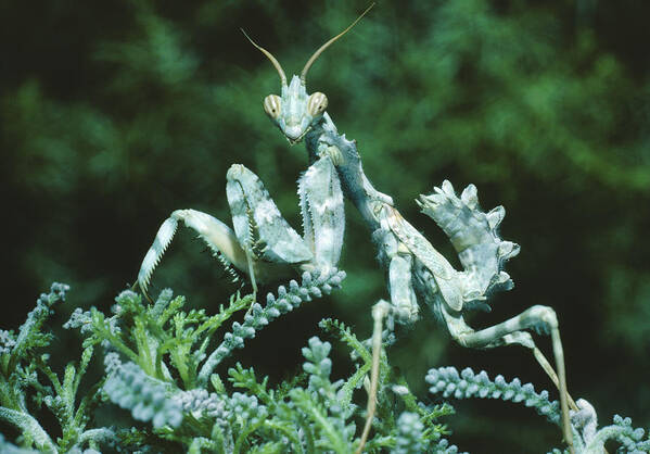 Animal Poster featuring the photograph Camouflaged Mantis #1 by Perennou Nuridsany