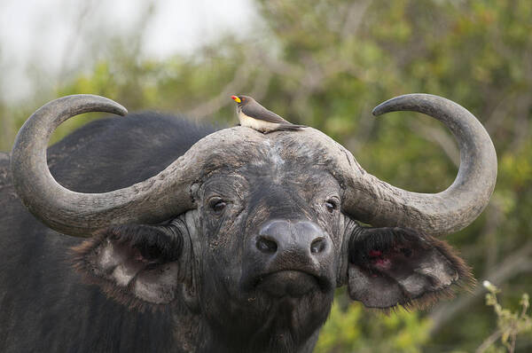Feb0514 Poster featuring the photograph Cape Buffalo And Yellow-billed Oxpecker #1 by Tui De Roy