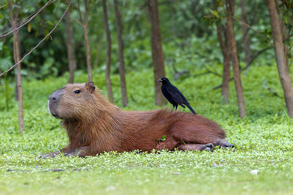 Capybara Poster featuring the photograph Capybara #1 by M. Watson