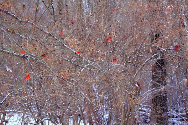 Winter Poster featuring the photograph Cardinals Galore #1 by PJQandFriends Photography