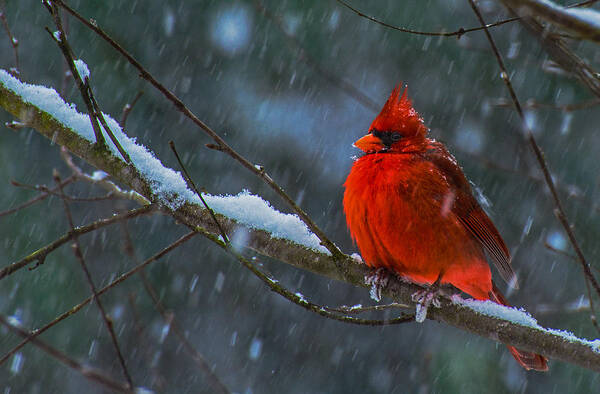 Northern Cardinal Framed Prints Poster featuring the photograph Caught In The Storm by John Harding