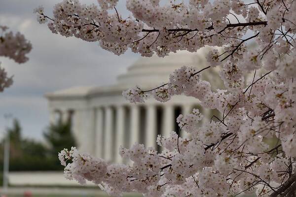 America Poster featuring the photograph Cherry Blossoms with Jefferson Memorial - Washington DC - 01133 #1 by DC Photographer