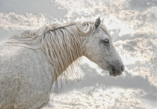 Animal Poster featuring the photograph cheval de la Camargue #1 by Joachim G Pinkawa