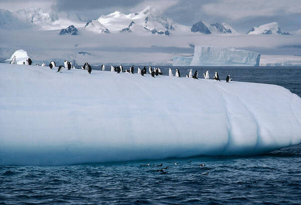 Feb0514 Poster featuring the photograph Chinstrap Penguins On Iceberg #1 by Flip Nicklin
