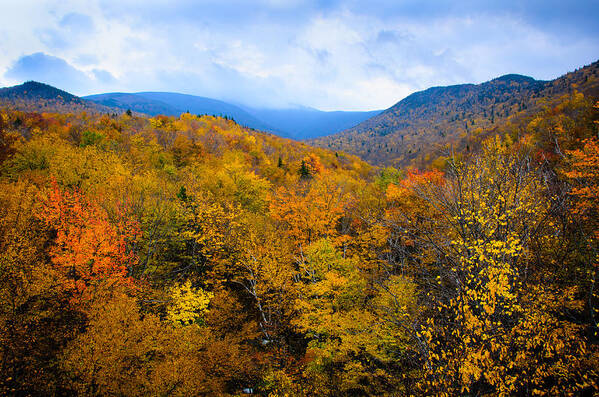 Featured In: Poster featuring the photograph Colors of nature #1 by Penny Lisowski