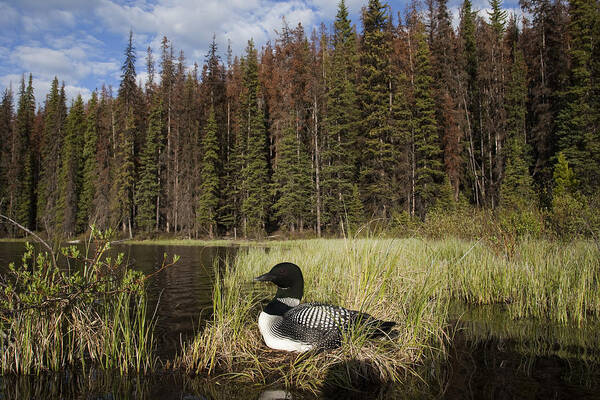 Feb0514 Poster featuring the photograph Common Loon Nesting Bc Canada #1 by Tom Vezo