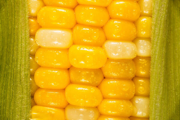 Corn Poster featuring the photograph Corn by Steve Gadomski