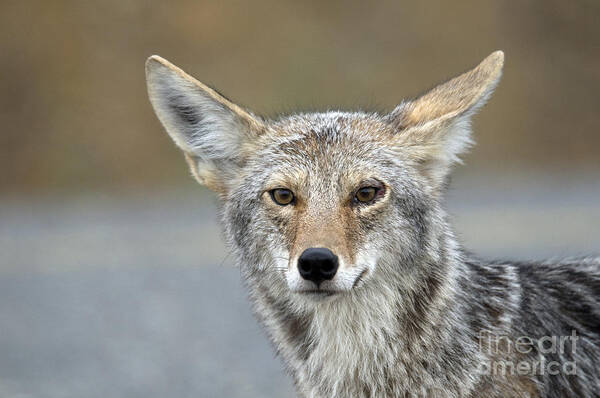 Canis Poster featuring the photograph Coyote #1 by Mark Newman
