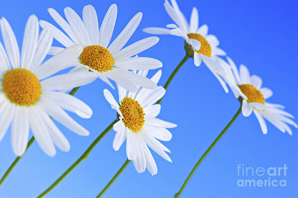 Daisy Poster featuring the photograph Daisy flowers on blue background by Elena Elisseeva
