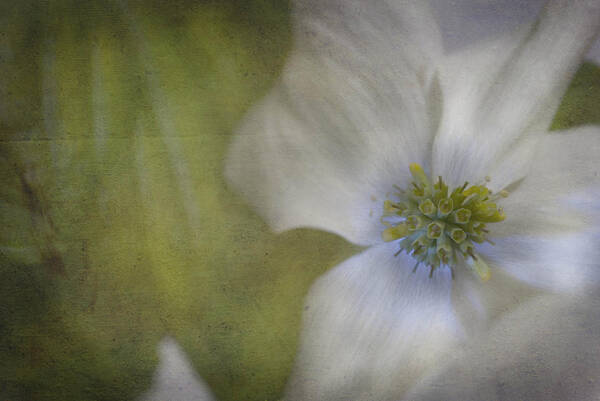 White Dogwood Poster featuring the photograph Dogwood #1 by Cindy Rubin
