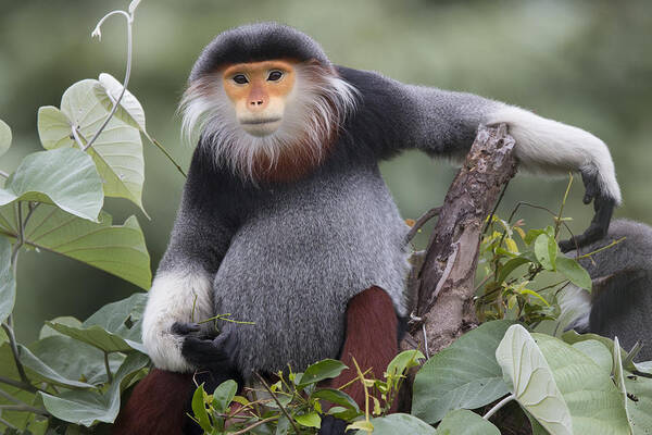 Cyril Ruoso Poster featuring the photograph Douc Langur Male Vietnam #1 by Cyril Ruoso