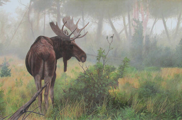 Moose Poster featuring the painting Early Morning Mist by Tammy Taylor