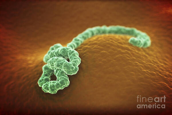 Ill Poster featuring the photograph Ebola Virus #1 by Science Picture Co