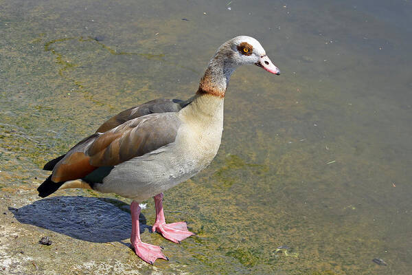 Birds Poster featuring the photograph Egyptian Goose #1 by Tony Murtagh