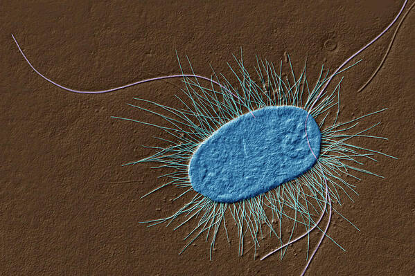 Escherichia Coli Poster featuring the photograph Escherichia Coli, Tem #1 by Eye of Science