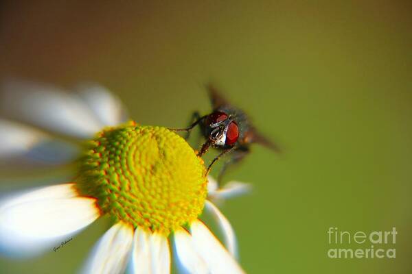 Insects Poster featuring the photograph Eye to Eye #1 by Yumi Johnson