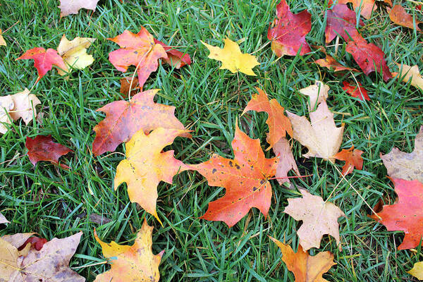 Leaves Poster featuring the photograph Fallen Leaves #1 by Mary Haber