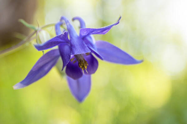 Flower Poster featuring the photograph Fragile beauty #1 by Davorin Mance