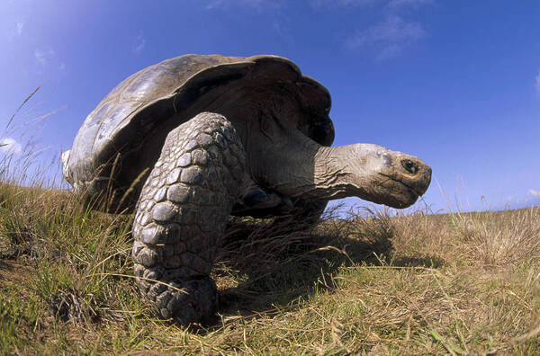 Feb0514 Poster featuring the photograph Galapagos Giant Tortoise On Alcedo #1 by Tui De Roy
