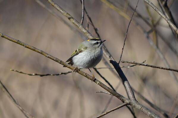 Golden-crowned Kinglet Poster featuring the photograph Golden-crowned Kinglet #1 by James Petersen